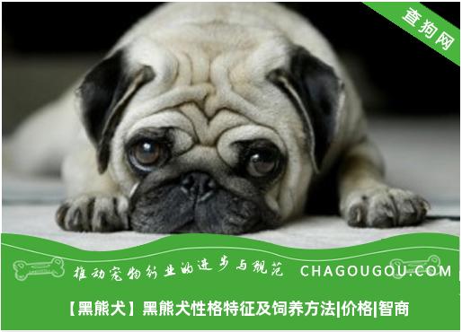 【黑熊犬】黑熊犬性格特征及饲养方法|价格|智商